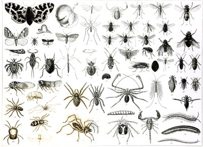 Entomologie, Myriapoda und Arachnida von English School